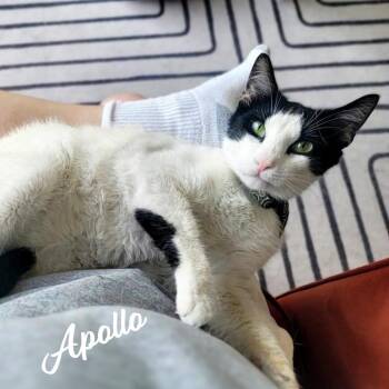 Apollo #tranquility-base -  Turkish Van and Domestic Short Hair Cat for Adoption in Houston, Texas - Apollo #tranquility-base | PetCurious