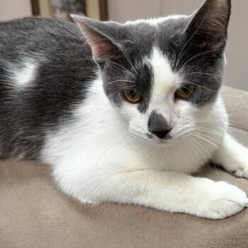 Domestic Short Hair Cats Available for Adoption - Spotsy | PetCurious