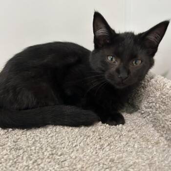 Molly -  Domestic Short Hair Cat for Adoption in Muncie, Indiana - Molly | PetCurious