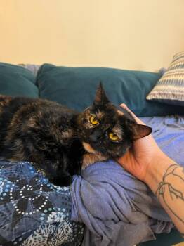Lucy -  Domestic Short Hair Cat Available for Adoption in New York, New York - Lucy | PetCurious
