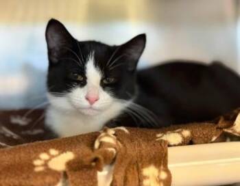Chaka -  Domestic Short Hair Cat for Adoption in Lansing, Michigan - Chaka | PetCurious