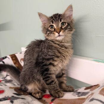 Hereford -  Domestic Medium Hair Cat for Adoption in Pittsford, Vermont - Hereford | PetCurious