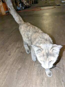 Rescue Domestic Short Hair Cats for Adoption in Racine, Wisconsin - Ghost | PetCurious