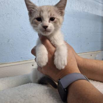 John -  Domestic Short Hair Cat for Adoption in Clarinda, Iowa - John | PetCurious