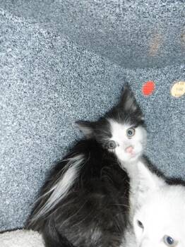 CODY -  Domestic Short Hair Cat for Adoption in San Jose, California - CODY | PetCurious