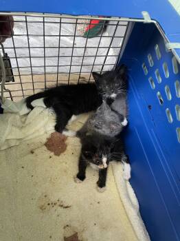 Bridget B. -  Domestic Short Hair Cat for Adoption in Trenton, New Jersey - Bridget B. | PetCurious