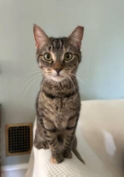 American Shorthair Cats Available for Adoption in Cedars, Pennsylvania - Emmylou | PetCurious
