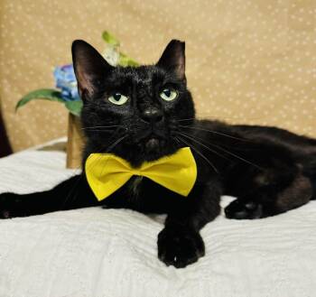 Domestic Short Hair Cats Available for Adoption in Groveland, Massachusetts - Reggie | PetCurious