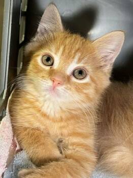 Tangerine -  Domestic Long Hair and Domestic Short Hair Cat for Adoption in Elmira, New York - Tangerine | PetCurious