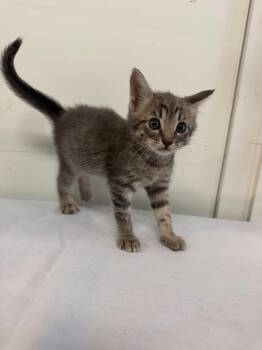 MAURICIO -  Domestic Short Hair Cat for Adoption in Margate, Florida - MAURICIO | PetCurious
