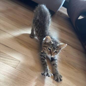 Mad Mouse C70753 -  Domestic Short Hair Cat for Adoption in Minnetonka, Minnesota - Mad Mouse C70753 | PetCurious