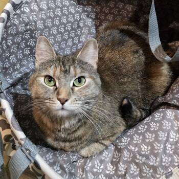 Torbie Cats Available for Adoption in Woodbridge Township, New Jersey - Ariel (Shadow/Best Buddy) | PetCurious