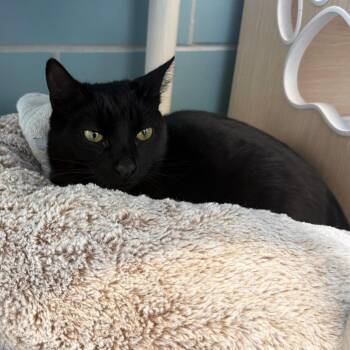 Bear -  Domestic Short Hair Cat for Adoption in Chicago, Illinois - Bear | PetCurious
