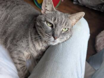 Regal Renata -  Domestic Short Hair Cat for Adoption in Stamford, Connecticut - Regal Renata | PetCurious