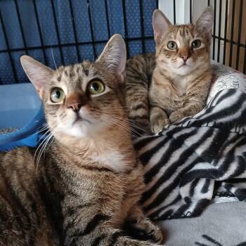 Rescue Domestic Short Hair and Tabby Cats for Adoption in Germansville, Pennsylvania - Dyson And Hoover- Bonded Pair | PetCurious