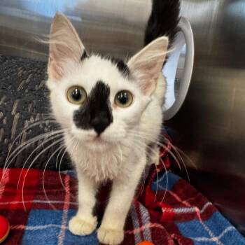 Flora -  Domestic Long Hair Cat for Adoption in West Palm Beach, Florida - Flora | PetCurious