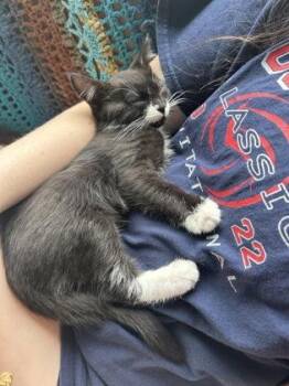 Ginny -  Domestic Short Hair Cat for Adoption in Fairfax, Virginia - Ginny | PetCurious