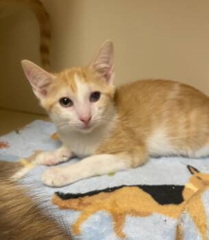 Rescue Domestic Short Hair Cats for Adoption in Elyria, Ohio - Hay | PetCurious