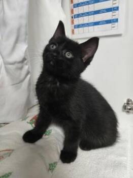 Fauna -  Domestic Short Hair Cat Available for Adoption in Savannah, Georgia - Fauna | PetCurious