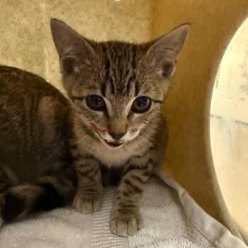 Purrcy -  Domestic Short Hair Cat for Adoption in Pasadena, California - Purrcy | PetCurious