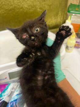 A1913549 -  Domestic Short Hair Cat for Adoption in Riverside, California - A1913549 | PetCurious