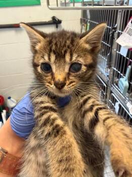 Brownie -  Domestic Short Hair Cat for Adoption in Pomona, New York - Brownie | PetCurious