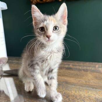 Pebbles -  Domestic Short Hair Cat for Adoption in Laredo, Texas - Pebbles | PetCurious