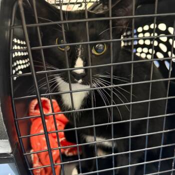 Rescue Domestic Short Hair Cats for Adoption in Galveston, Texas - Henry | PetCurious