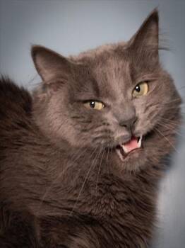 Domestic Long Hair Cats Available for Adoption in Boston, Massachusetts - MAX | PetCurious