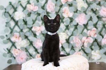 Domestic Short Hair Cats Available for Adoption in Andalusia, Pennsylvania - Nutcracker | PetCurious