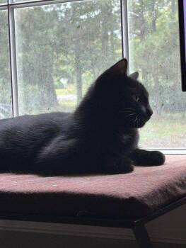 Tut -  Domestic Short Hair Cat for Adoption in Raleigh, North Carolina - Tut | PetCurious