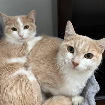 Rescue Domestic Short Hair Cats for Adoption in Cortland, New York - Rollie & Velcro (bonded Sisters) | PetCurious