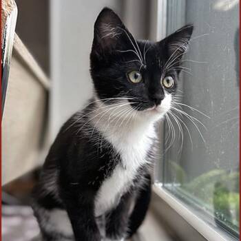 Domestic Short Hair Cats Available for Adoption in Lodi, California - Ava | PetCurious