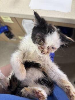 UMI -  Domestic Short Hair Cat for Adoption in Louisville, Kentucky - UMI | PetCurious