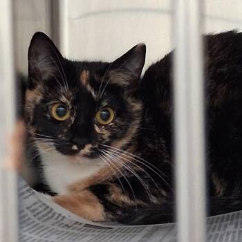 Penny -  Domestic Short Hair Cat for Adoption in Auburn, Alabama - Penny | PetCurious