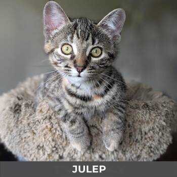 Julep -  Domestic Short Hair Cat for Adoption in Toronto, Ontario - Julep | PetCurious