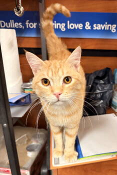 Rescue Domestic Short Hair Cats for Adoption in Herndon, Virginia - Aziz | PetCurious