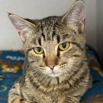 Rocky -  Domestic Short Hair Cat for Adoption in Lansing, Michigan - Rocky | PetCurious