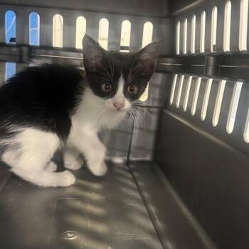 Puffin -  Domestic Short Hair Cat for Adoption in Brentwood, Missouri - Puffin | PetCurious
