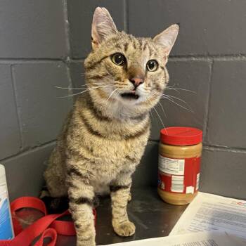 Domestic Short Hair Cats Available for Adoption in Tuscaloosa, Alabama - TUSC-Stray-84203 | PetCurious