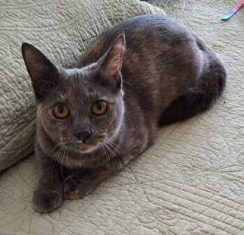 Tortoiseshell Cats Available for Adoption in Macomb, Michigan - Emily | PetCurious