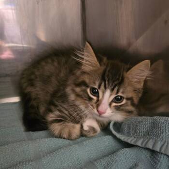 Domestic Medium Hair Cats Available for Adoption in Waldorf, Maryland - Lyric | PetCurious