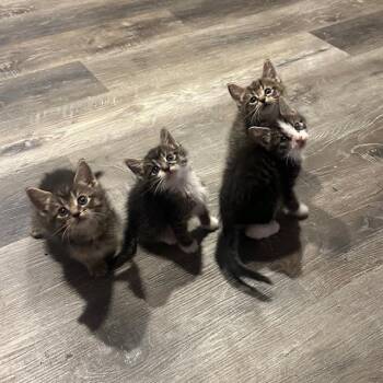 Latte -  Domestic Short Hair Cat for Adoption in Madison, Wisconsin - Latte | PetCurious