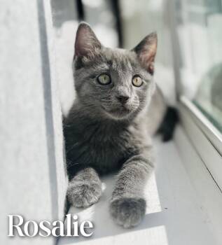 Rosalie -  Domestic Short Hair Cat for Adoption in Mansfield, Texas - Rosalie | PetCurious