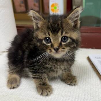 Siberia -  Domestic Short Hair Cat for Adoption in Shinnston, West Virginia - Siberia | PetCurious
