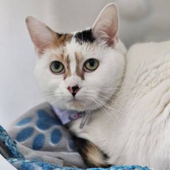 Domestic Short Hair Cats Available for Adoption in Lakewood, Colorado - Kami | PetCurious