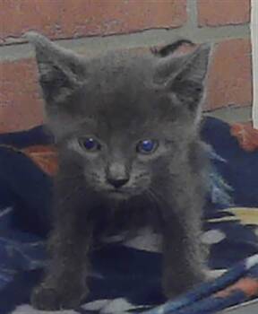 Domestic Short Hair Cats Available for Adoption in Houston, Texas - A2077516 | PetCurious