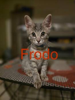 Frodo -  Domestic Short Hair Cat for Adoption in Tucson, Arizona - Frodo | PetCurious