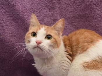 Domestic Short Hair Cats Available for Adoption - Leafy Sea Dragon | PetCurious