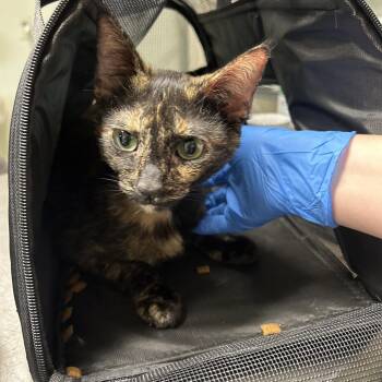 Mama Daisy -  Domestic Short Hair Cat for Adoption in Mt. Juliet, Tennessee - Mama Daisy | PetCurious